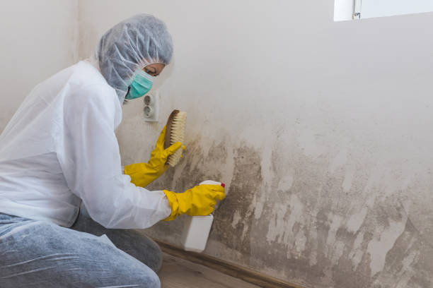 Best Emergency Mold Remediation in San Bruno, CA