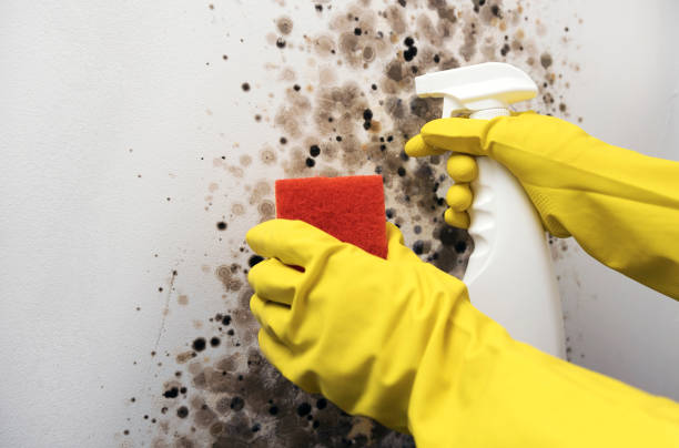 Professional Mold Remediation in San Bruno, CA