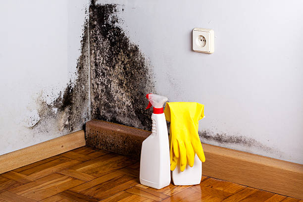 Best Bathroom Mold Remediation in San Bruno, CA