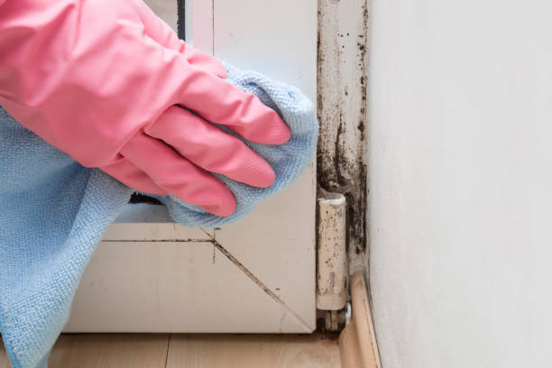 Best Basement Mold Remediation in San Bruno, CA