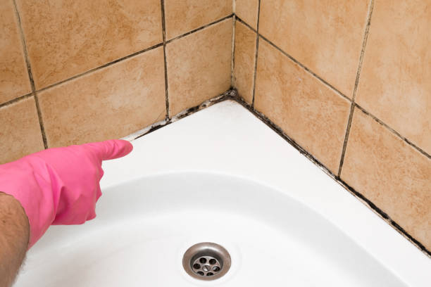 Best Crawl Space Mold Remediation in San Bruno, CA
